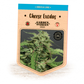 Cheese  Exodus  Feminised  Cannabis  Seeds  Jpg