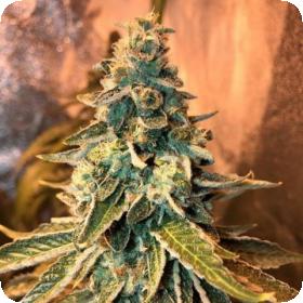 Chem  O G  Feminised  Cannabis  Seeds  Female  Cannabis  Seeds