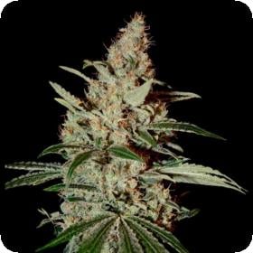 Chem Dog Feminised Seeds