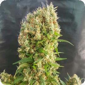 Chemdog Gorilla Feminised Seeds