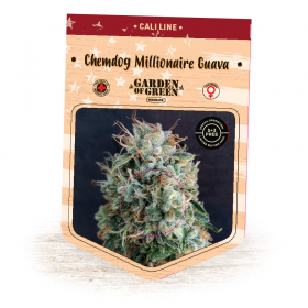 Chemdog  Millionaire  Guava  Feminised  Cannabis  Seeds  Jpg