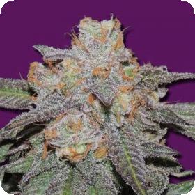Cherry Bomb Auto Bomb Cannabis Seeds 0