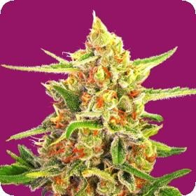 Cherry Bomb Feminised Seeds