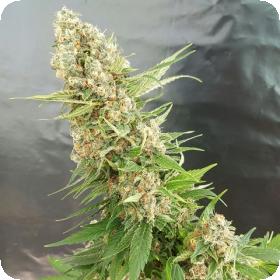 Critical  Gorilla  Feminised  Cannabis  Seeds  Jpg