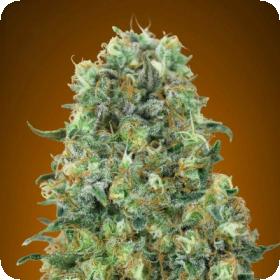 Critical  Mass  Feminised  Cannabis  Seeds