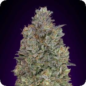 Critical  Purple  Kush  Feminised  Cannabis  Seeds