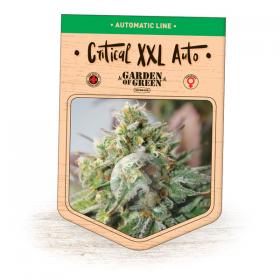 Critical XXL Auto Feminised Seeds