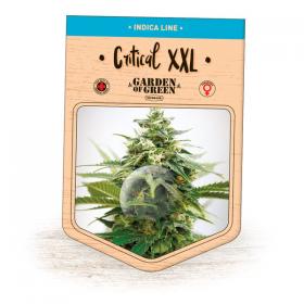 Critical  X X L  Feminised  Cannabis  Seeds  Jpg