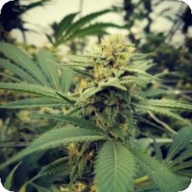 Critical Sour Feminised Seeds