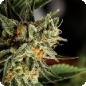 Crockett 27s  Tangie  Regular  Cannabis  Seeds  Jpg