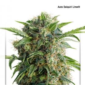 Daiquiri Lime Auto Feminised Seeds