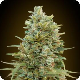 Do  Si  Dos  Cookies  Auto  Feminised  Cannabis  Seeds