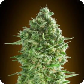 Do  Si  Dos  Cookies  Feminised 00  Cannabis  Seeds