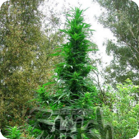 Doctor Shiva SuperAuto Feminised Seeds