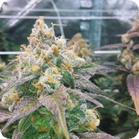Dream Berry Feminised Seeds