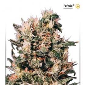 Euforia Feminised Seeds