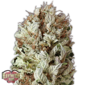 Extreme Impact Auto Feminised Seeds