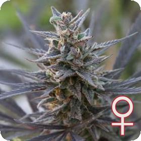 Spontanica Feminised Seeds