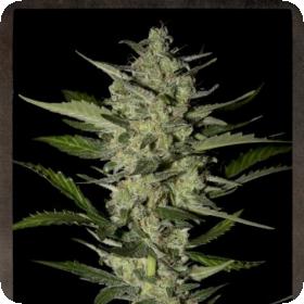 Flowerbomb Kush Feminised Seeds