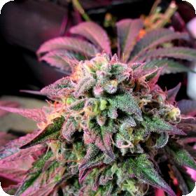 Female  Cannabis  Seeds  Cherry  Pie  Jpg