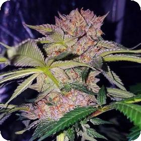 Female  Cannabis  Seeds  Mimosa  Champagne  Jpg