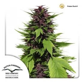 Frisian Duck Feminised Seeds