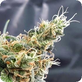 Glueberry  Feminised  Cannabis  Seeds  Jpg