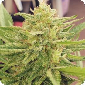 Godzilla Glue Feminised Seeds