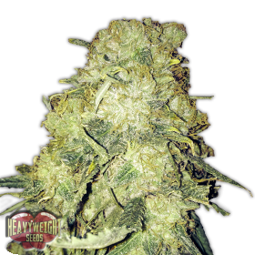 Goldmine Feminised Seeds