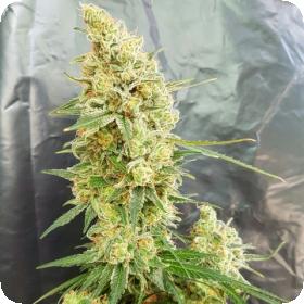 Gorilla Banana Feminised Seeds