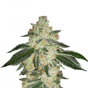 Green 20 Crack 20 Auto