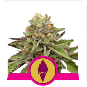 Green  Gelato  Feminised  Cannabis  Seeds  Jpg