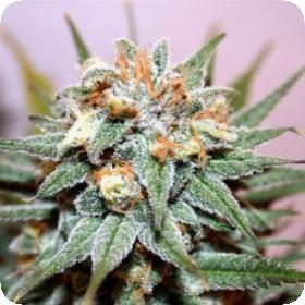 Hash Bomb Feminised Seeds