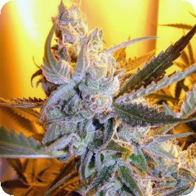 Heaven  E2 80 99s  Haze  Autoflowering  Regular  Cannabis  Seeds  Jpg