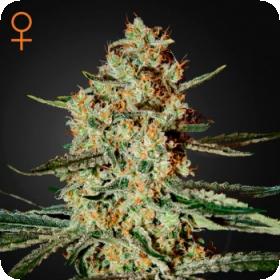 Himalayan Gold Feminised Seeds