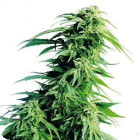 Hindu  Kush  Feminised  Cannabis  Seeds 0