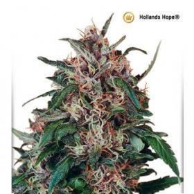 Holland's Hope Feminised Seeds