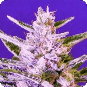 Ice Bomb Feminised Seeds