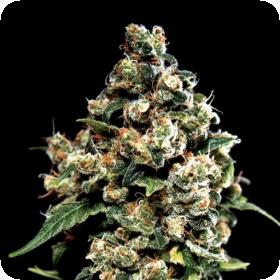 Jack  Herer  Greenhouse 0