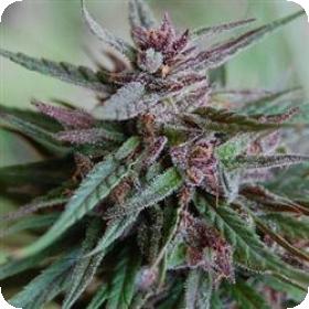 Bahia Black Head Feminised Seeds