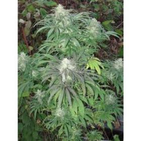 Brains Damage Feminised Seeds