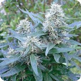 Brasil Feminised Seeds