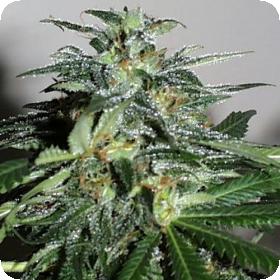 Cyber Cristal Feminised Seeds