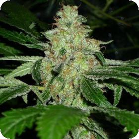 KC 33 Feminised Seeds