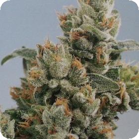 K C  Brains  K C 36  Feminised  Cannabis  Seeds 0