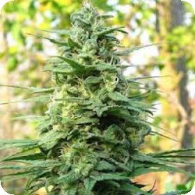 Leda Uno Feminised Seeds