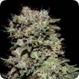 Kalashnikova Feminised Seeds