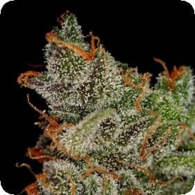 King's Kush Feminised Seeds