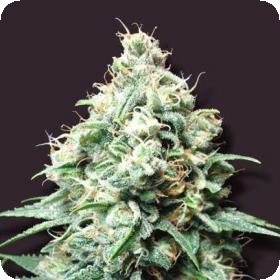 Kush Bomb Feminised Seeds