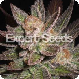 Lavender  Feminised  Cannabis  Seeds  Jpg